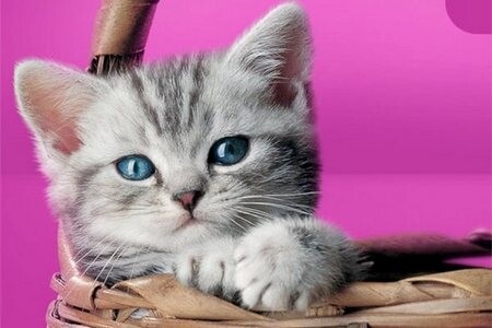 Кот
