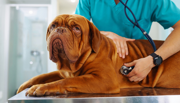 Саяногорск Инфо - Какие виды ветеринарной хирургии бывают, и особенности проведения - dog.png