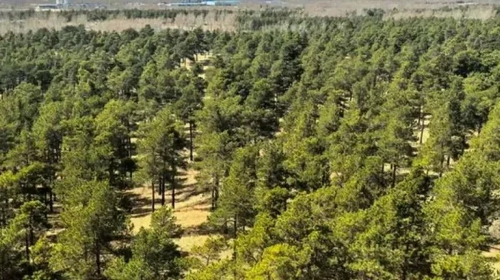 Саяногорск Инфо - Зеленая трансформация: как Китай превратил «Море смерти» в поглотитель углерода - 98090539.webp