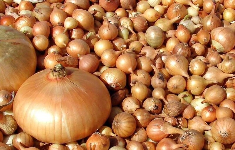 Саяногорск Инфо - Лук севок: широкий выбор сортов по разумной цене - onion.jpg