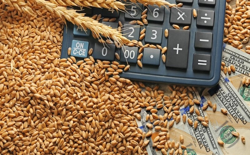 Саяногорск Инфо - Пшеница: описание, тип твердости и классификация трейдеров - wheat.jpg