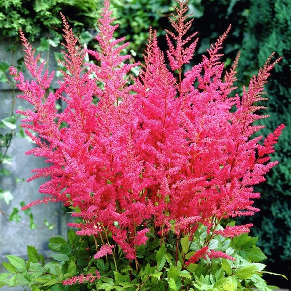 Саяногорск Инфо - Как подобрать растения по высоте и ширине? - 5elcc2gdws9ry2z51gna8icc6xw49ec5.webp