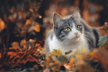 Кошка
