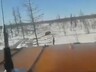 Вахтовики хладнокровно задавили медведя "Уралом" в Якутии 18+