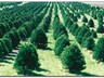 Рукотворные леса создают в Хакасии
