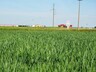 «Мираторг» совместно с ФАНО запускает в Смоленской области проект по замещению импорта семян