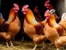 Очаг болезни Ньюкасла (псевдочумы птиц) обнаружен в Майна