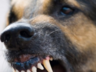 В Саяногорске собаки загрызли женщину: заведено уголовное дело