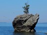 Шаманы прокляли вандалов, срубивших культовую березу на берегу Байкала