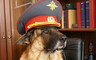 Служебная собака вывела саяногорских полицейских на след преступника