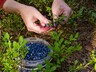 В Хакасии будет пресекаться досрочная заготовка лесных ягод и орехов
