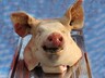 В Хакасии уничтожили 47,7 килограмма потенциально опасной свинины