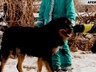 К нерадивым хозяевам собак в Саяногорске будет повышено внимание Административной комиссии