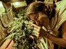 В Саяногорске осудили мужчину — он выращивал марихуану в своей квартире