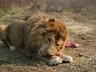 В Дании зоопарк призвал жителей пожертвовать домашних питомцев на корм хищникам