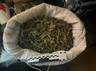 Более 2 килограммов марихуаны обнаружили у жителя Черногорска
