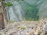 Пушистые в эфире: бой ирбисов зафиксировали в Саяно-Шушенском заповеднике