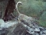 19 снежных барсов насчитали в Саяно-Шушенском заповеднике