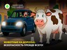 Животные на дорогах: безопасность прежде всего!