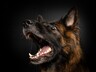 Владелец собаки, напавшей на ребёнка в Хакасии, ответил перед законом