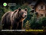 Информация о медведях на утро 21 октября