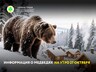 Информация о медведях на утро 27 октября