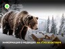 Информация о медведях на утро 30 октября