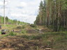 Саяногорские энергетики приступили к освобождению электролиний от лесного плена
