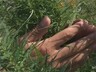 В Саяногорске несовершеннолетний обвиняется в приобретении и хранении наркотических средств в особо крупном размере