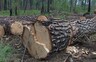 В Саяногорске возбуждено уголовное дело в отношении «черного» лесоруба