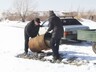 Саяногорские автолюбители очищают гравийный карьер от мусора.