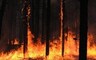 В Хакасии горит пять гектаров леса