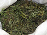 Наряд вневедомственной охраны задержал саяногорца с марихуаной в крупном размере
