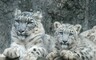В Саяно-Шушенском заповеднике родились три котенка снежного барса