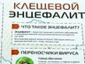 Уже 200 саяногорцев пострадало от клещей