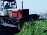 В Саяногорске уничтожили 4 тонны конопли