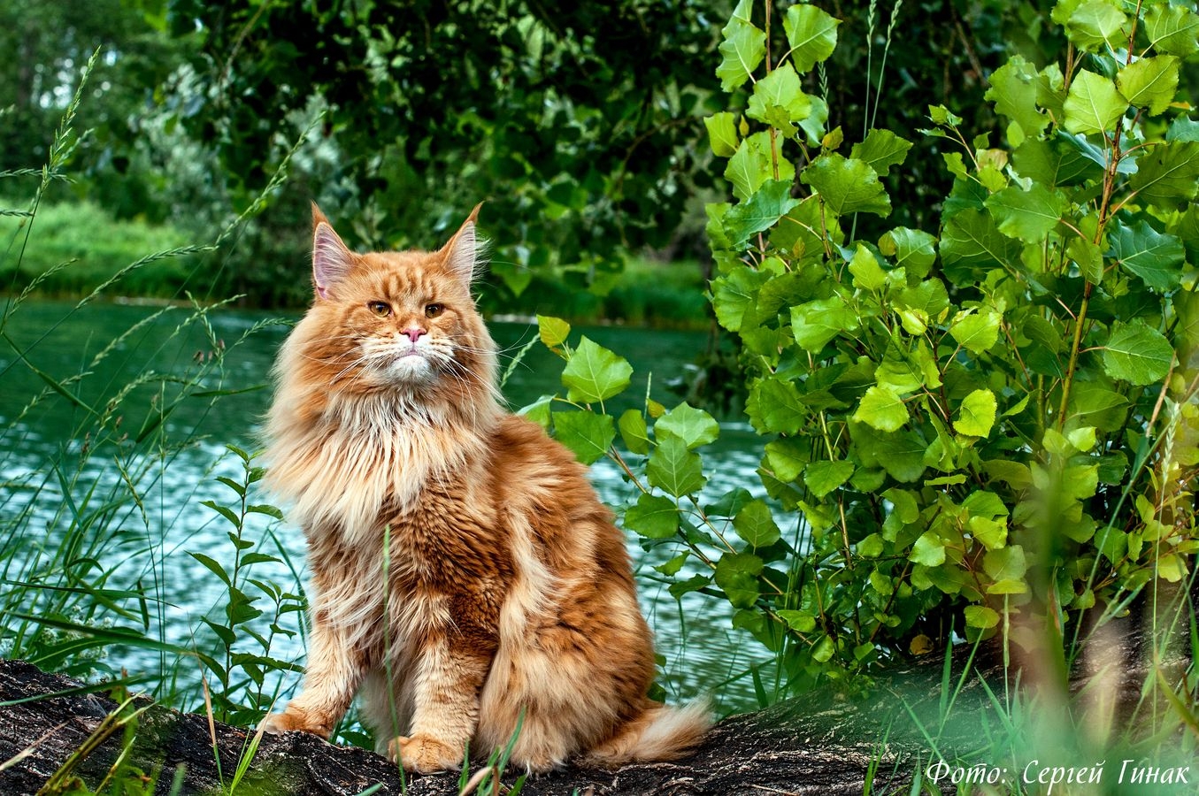 Питомник мейкунов. Лесной кот Мейн кун. Рыжий кот Мейн кун. Норвежский Лесной кот и Мейн кун. Рыжая кошка Мейн кун.