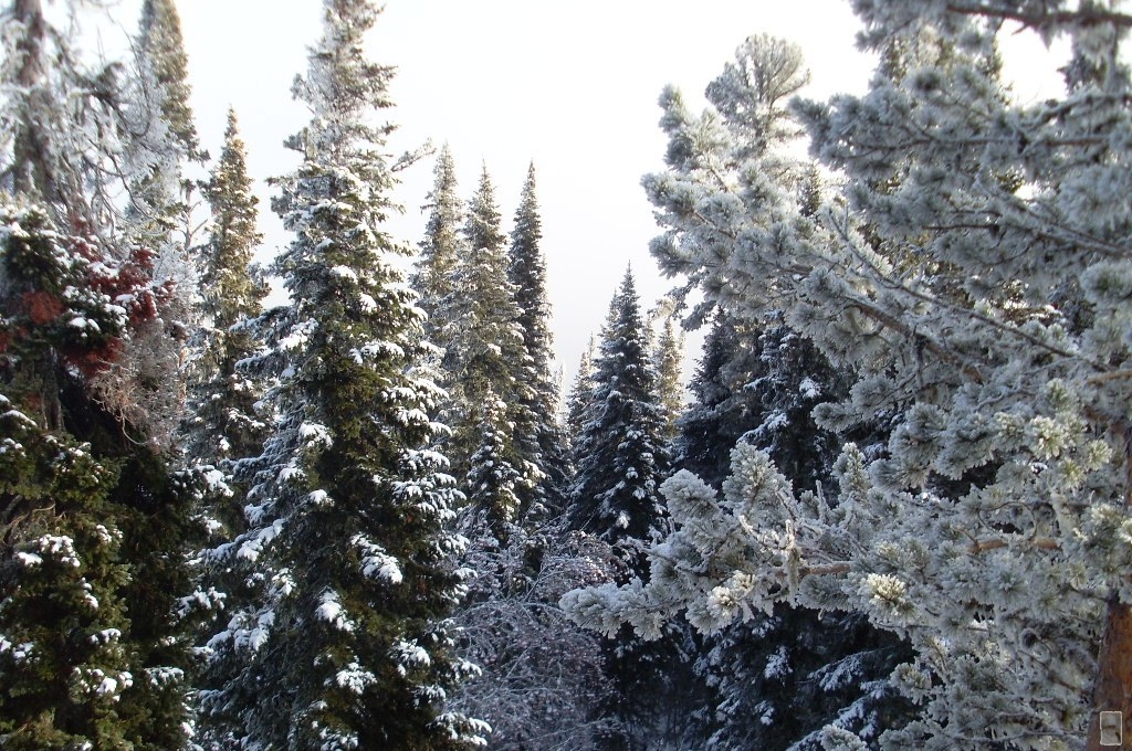 Тайга Зимой Фото