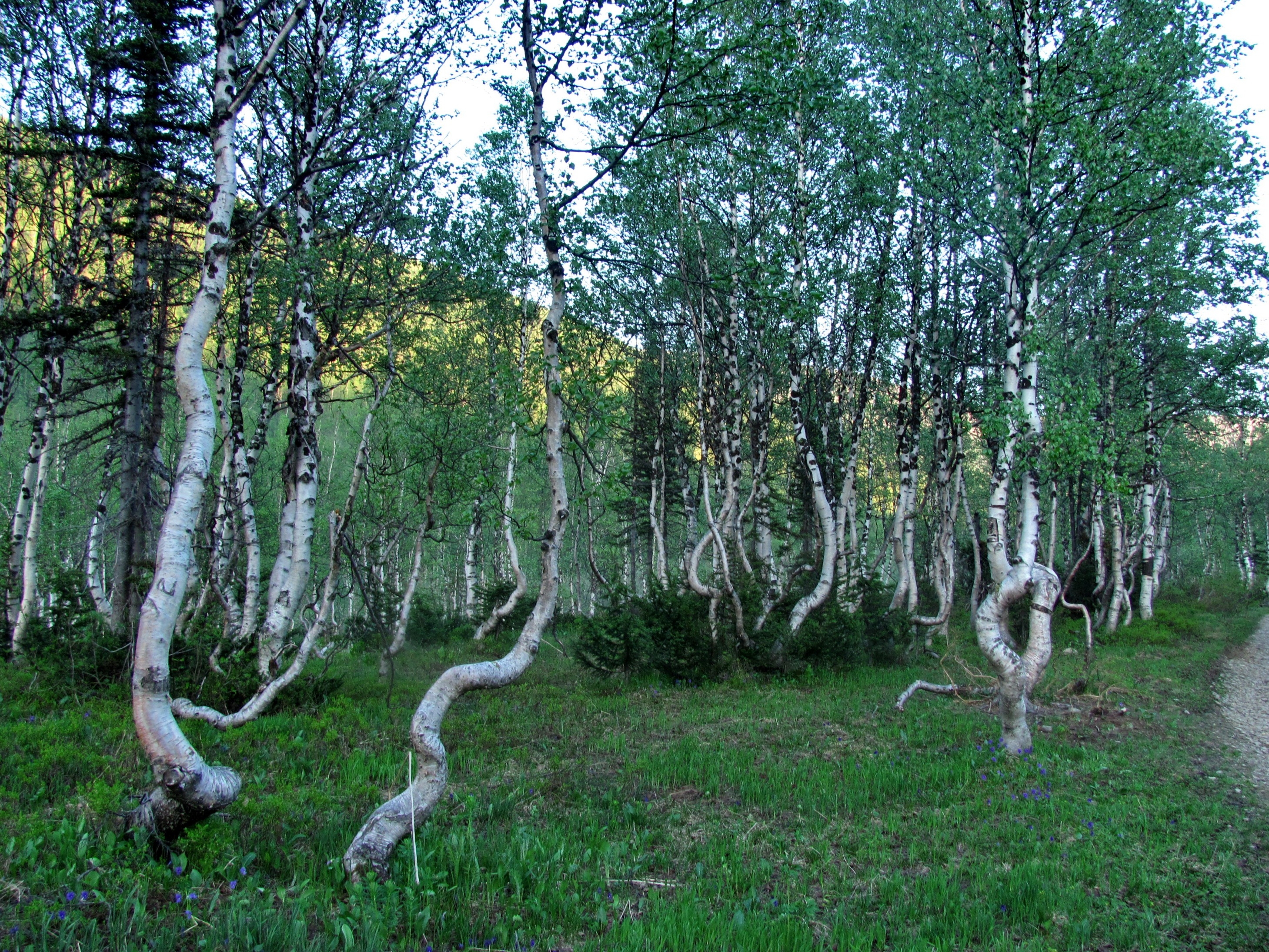 Боровое Танцующий лес