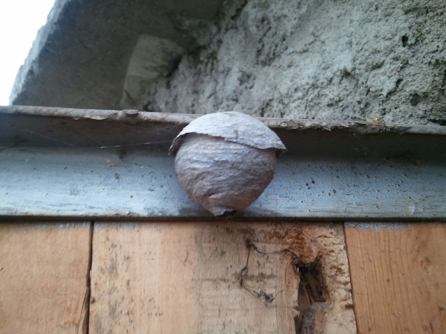 Альбомчик -осиное гнездо на двери гаража