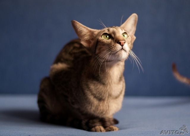 Ориентальная кошка Ривьера -Мама Ривьеры