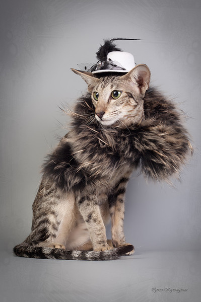 Ориентальная кошка Ривьера -Без названия