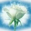 shev.elena