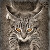 koshka