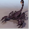 scorpion