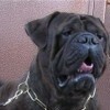 BullMastiff