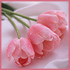 Dafnia