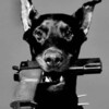 Doberman