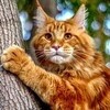 auroracoon777