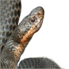 alviper